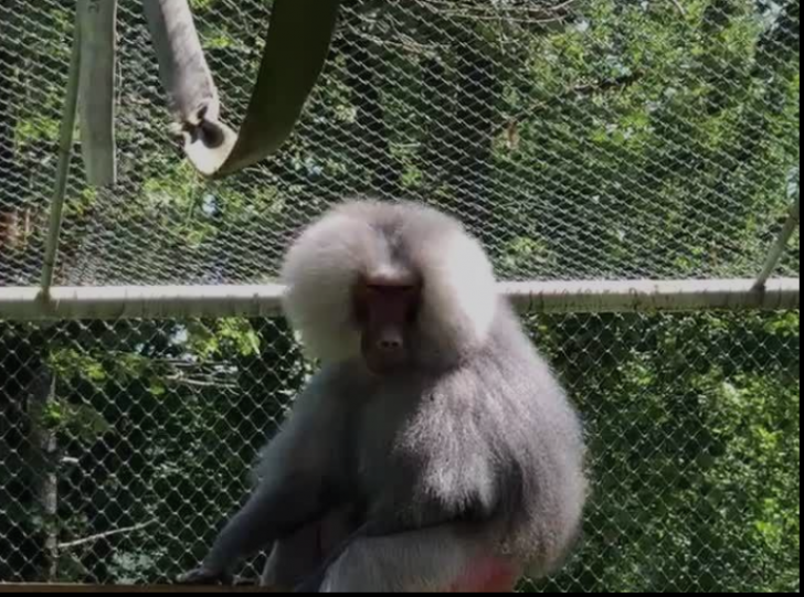 Pavianul cu mantie, pe lista de ,,urgențe'' de la Zoo Reșița