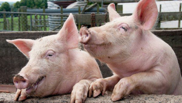 ALERTĂ. Pesta Porcină africană se exinde în România