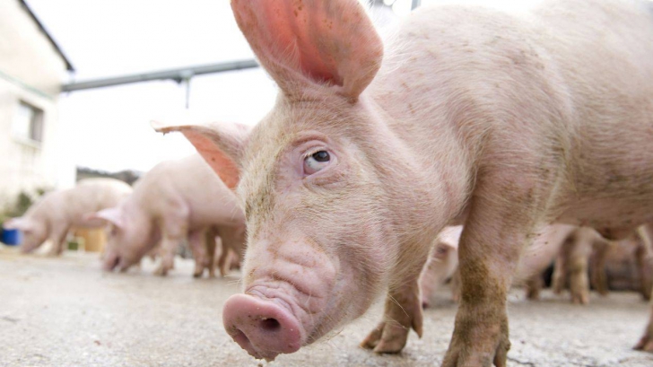 ALERTĂ. Pesta porcină se extinde în România