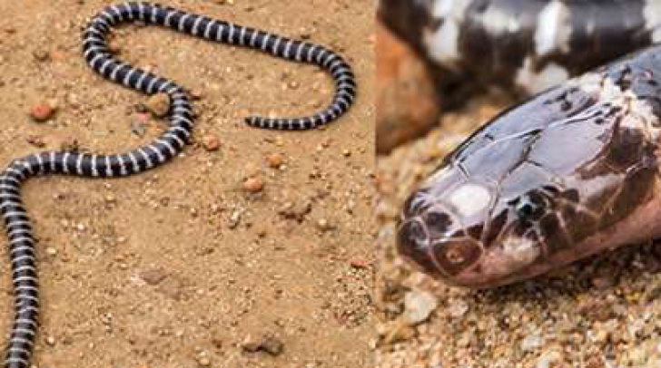 O nouă specie de şarpe veninos, descoperită de cercetători