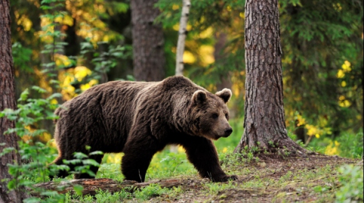 Urs la Băile Tușnad