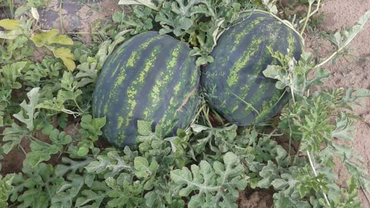 Temperaturile de foc îi împing pe fermieri la gesturi disparate. Cum sunt „protejați” pepenii pe câmp