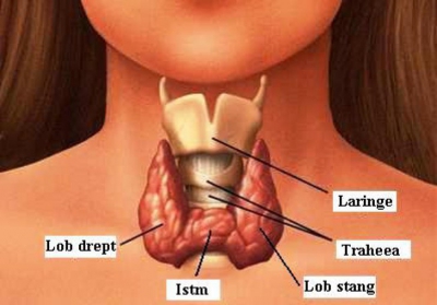 Glanda tiroidă nu trebuie deloc neglijată: iată simptomele care te trimit la medic