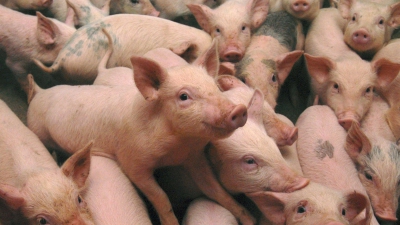 Opt focare de pestă porcină africană în județul Constanța