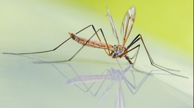 Cum arată cei mai periculoși tânțari. Pot transmite West Nile, Zika, ori malarie