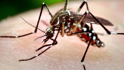 Alertă de la INSP: Șase cazuri de infecție cu virusul West Nile, în perioada 3 iunie - 8 august