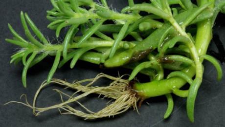 Le calci în picioare, dar îţi pot salva viaţa! Aceste plante vindecă tumorile, hepatita şi ciroza