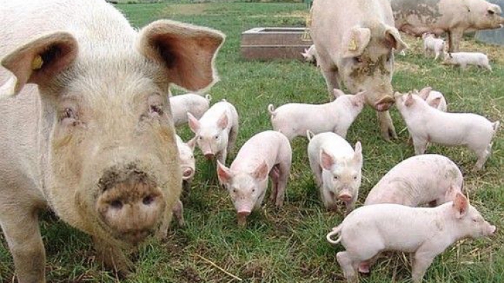 Asociatia Producătorilor de Carne, protest la Ministerul Agriculturii față de sacrificarea porcilor