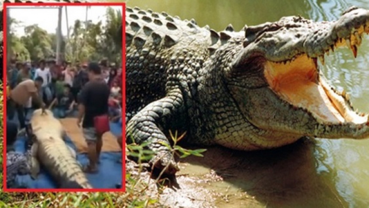 Descoperire înfiorătoare în burta unui crocodil de 7 metri! "Nici în cele mai negre vise..."