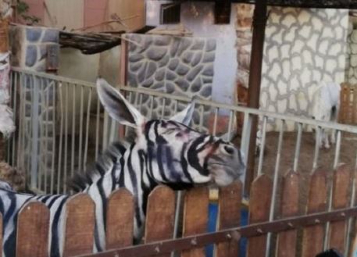O grădină zoologică, acuzată că a pictat un măgar pentru a-l prezenta drept zebră. Cum arată