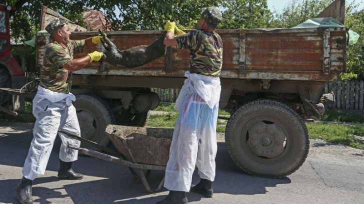 Pesta porcină face ravagii