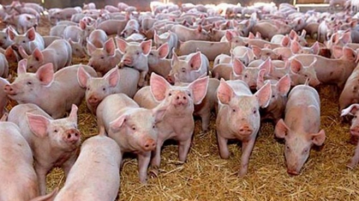 ANSVSA prezintă harta pestei porcine. Ce trebuie să facă românii din zonele afectate
