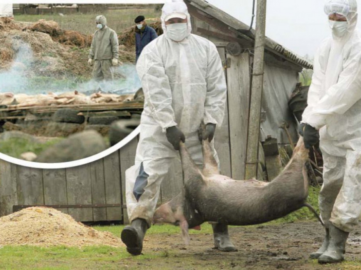 PESTA PORCINA: Acuzaţii grave din interior, veterinarii sunt depăşiţi