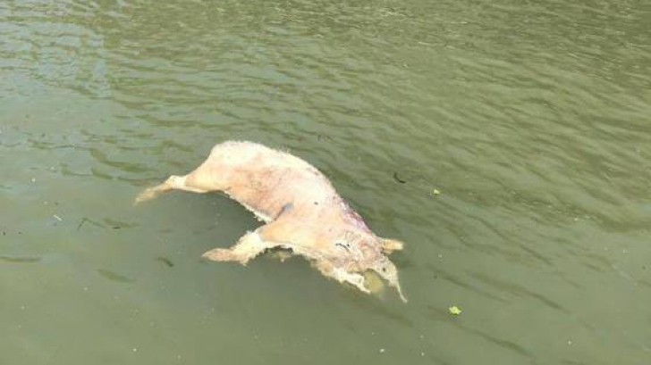 Imagini revoltătoare şi dezgustătoare: cadavre de porci pe Dunăre. AVERTISMENTUL autorităţilor 