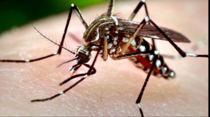 Virusul West Nile face prăpăd în Teleorman, şapte cazuri noi 