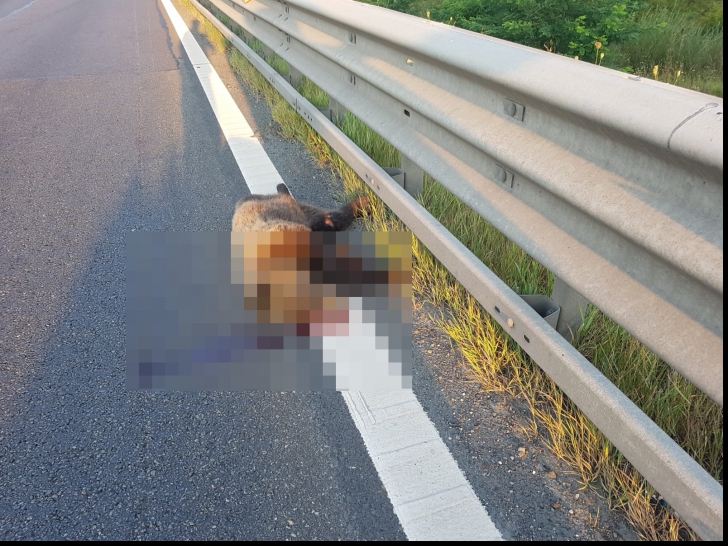 Un al doilea urs ucis de o mașină pe A1