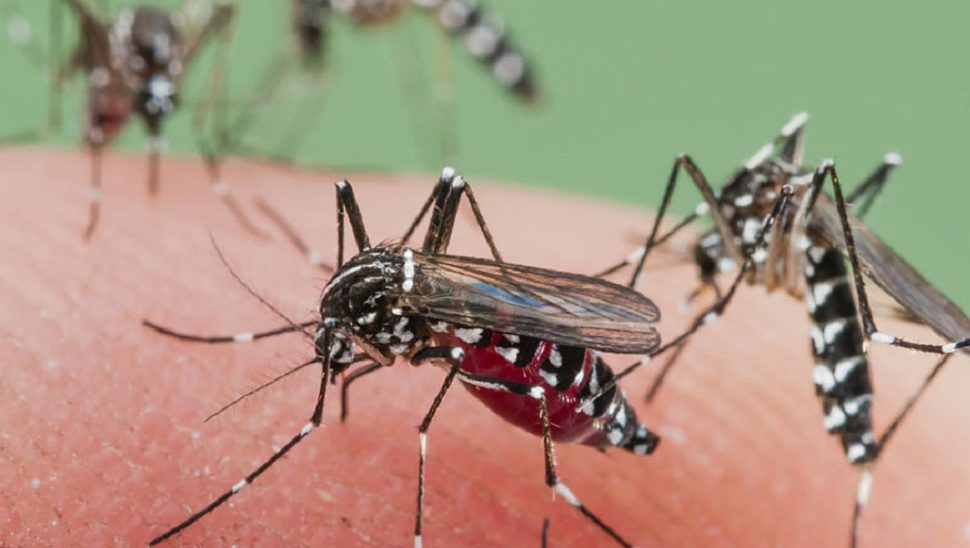 Controverse în cazul femeii de 74 de ani infectată cu virusul West Nile. Reprezentanții DSP Bihor NU au anunțat cazul: cum a ajuns informația în spațiul public