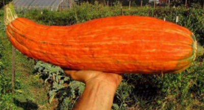 Au dezgropat o oală veche de 800 de ani, plină cu seminţe. Când au văzut ce a răsărit, au îngheţat!