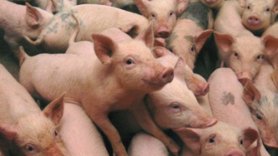 Noi focare de pestă porcină confirmate în România. Toți porcii vor fi sacrificați