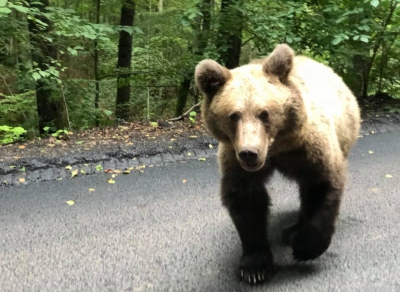 Atenţie, încă un urs a apărut pe drumul spre Lacul Sfânta Ana (VIDEO)