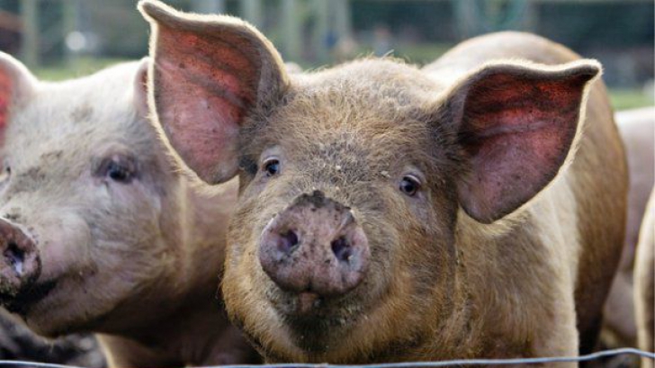 China a sacrificat 40.000 de porci în prima lună de la primul focar de pestă porcină africană