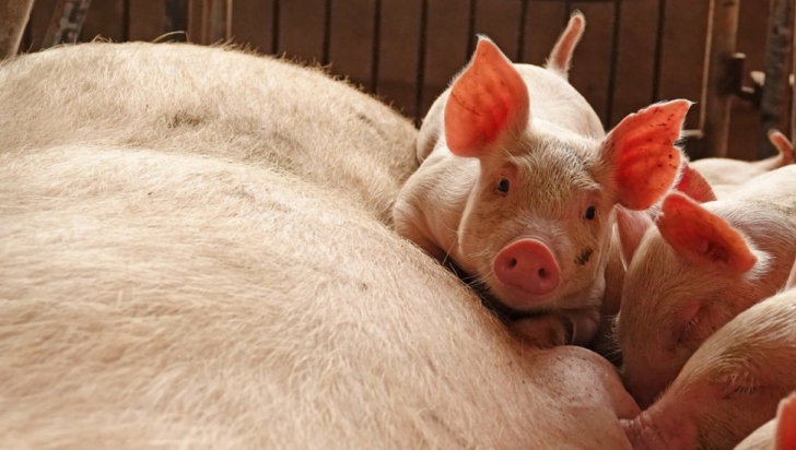 Pesta porcină se extinde rapid și în China. Scenariu sumbru pentru toată Asia