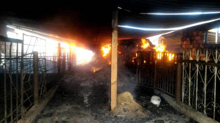 Incendiu devastator la o fermă de porci. Peste 1.700 de animale au murit