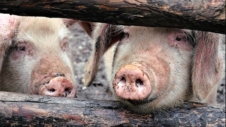 Comisia Europeană: România nu a solicitat UE niciun ajutor suplimentar pentru pesta porcină