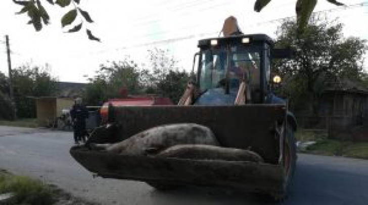 Scene de groază în Giurgiu, porcii dintr-o localitate au fost măcelăriţi