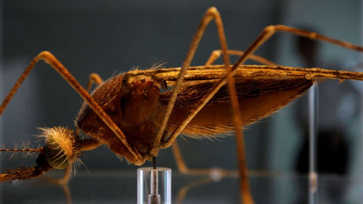 Descorire revoluţionară: oamenii de ştiinţă au reuşit să elimine ţânţari care transmit malaria