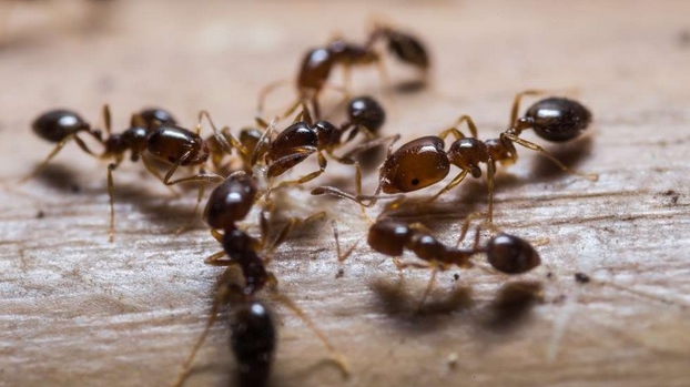 Cum comunică, de fapt, furnicile? Dotarea naturală care le ajută să fie atât de bine coordonate