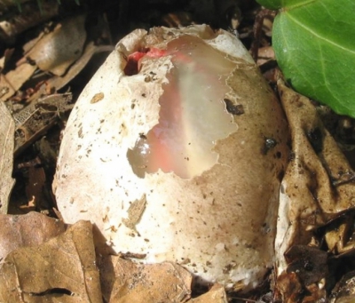 A găsit un ou ciudat în grădină. Când a văzut ce iese din el, a înlemnit! FOTO şi VIDEO