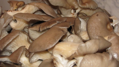 Ce sunt, de fapt, ciupercile pleurotus. Se găsesc şi la noi în magazine. Mai cumperi?