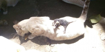 Pisica a intrat în casă cu un animal în cârcă. Au crezut că a prins un şoricel, dar era ceva uluitor