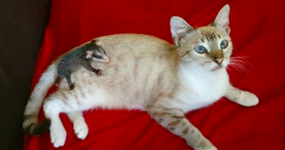 Pisica a intrat în casă cu un animal în cârcă. Au crezut că a prins un şoricel, dar era ceva uluitor