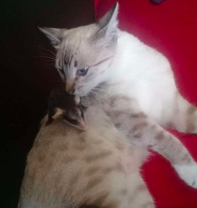 Pisica a intrat în casă cu un animal în cârcă. Au crezut că a prins un şoricel, dar era ceva uluitor