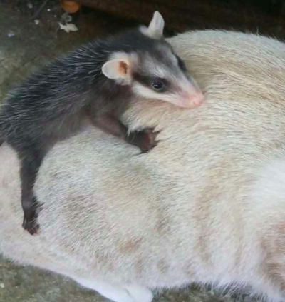 Pisica a intrat în casă cu un animal în cârcă. Au crezut că a prins un şoricel, dar era ceva uluitor