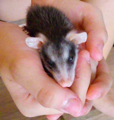 Pisica a intrat în casă cu un animal în cârcă. Au crezut că a prins un şoricel, dar era ceva uluitor