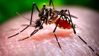 Țânțarii care provoacă virusul West Nile au fost depistați în 4 sectoare