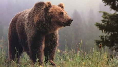 A salvat un pui de urs rămas orfan. Apoi, după 6 ani, animalul i-a făcut ceva teribil!