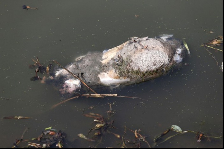 Imagini revoltătoare! Cadavrul unui porc aruncat pe albia râului Argeș, la  Bolintin Vale