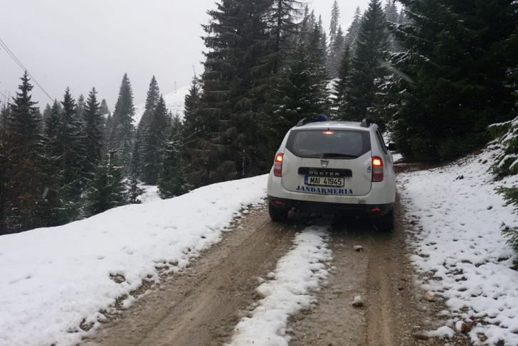 Ninge abundent în zona montană a județului Bistrița-Năsăud (FOTO/VIDEO)
