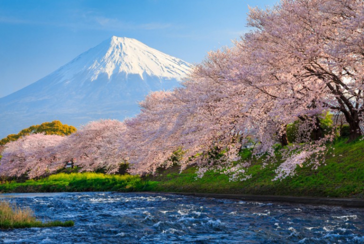 FENOMEN RAR în Japonia. Flori de cireş, în plină toamnă 