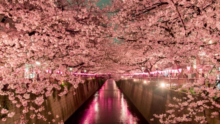 FENOMEN RAR în Japonia. Flori de cireş, în plină toamnă 