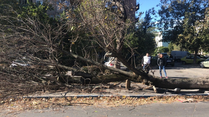 Vântul puternic face victime! O femeie a fost prinsă sub un copac doborât de vijelie 