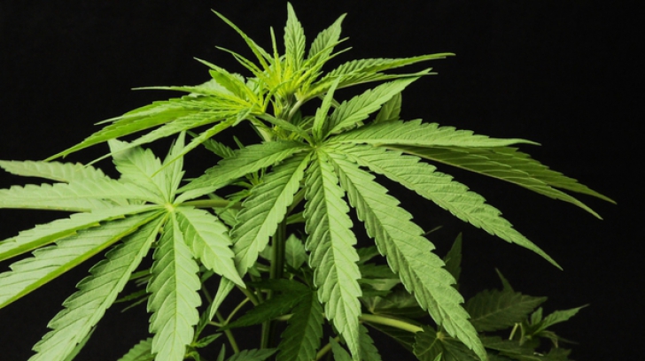 Marijuana devine legală în Canada