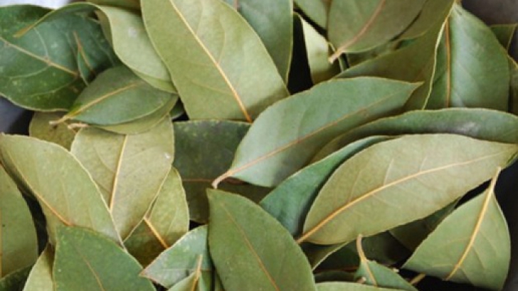5 boli grave pe care le poţi trata cu frunze de dafin