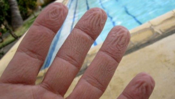 Te-ai întrebat vreodată de ce ni se încrețesc degetele în apă? Iată explicația