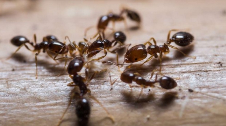 Cum scapi de furnici. Remediile naturale care dau rezultate imediat!