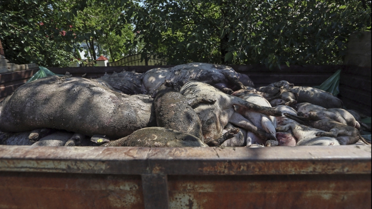 Pesta porcină face ravagii și în China